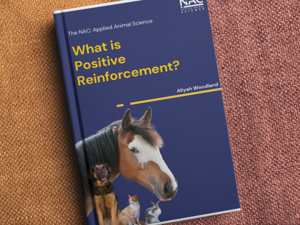 What Is Positive Reinforcement?