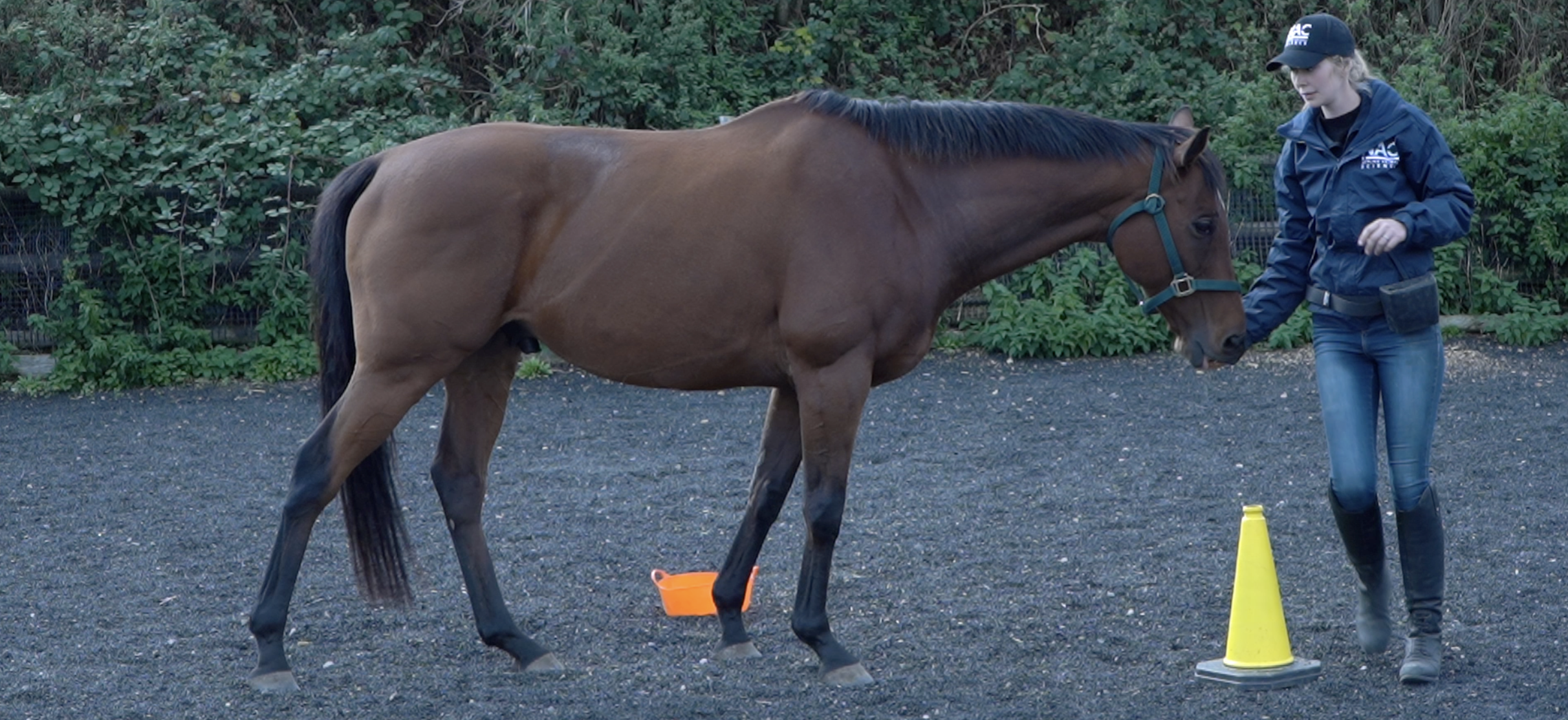 animal-behaviourist-training-horse