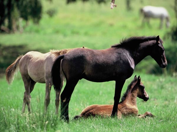 Animal Welfare Courses